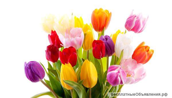Тюльпаны оптом разных цветов