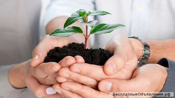 Требуется бухгалтер