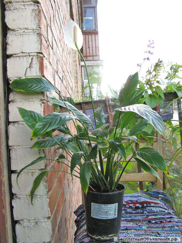 Спатифиллум цветущий