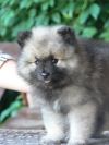 Немецкий вольфшпиц/кеесхонд