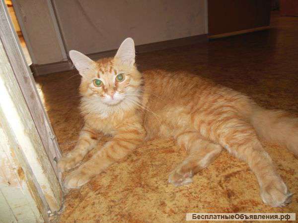 Отдам кота в добрые руки