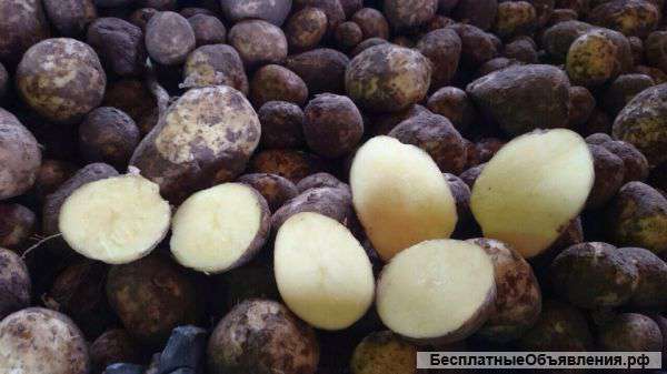 Устали сливать время на перекупов? Картофель оптом 8р