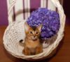 Абиссинский котёнок