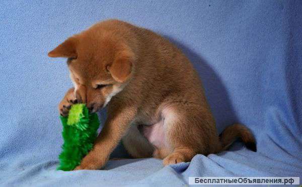 Щенок Сиба, 4 месяца