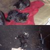 Очень нужен дом малышам,двум котятам,пока не поздно