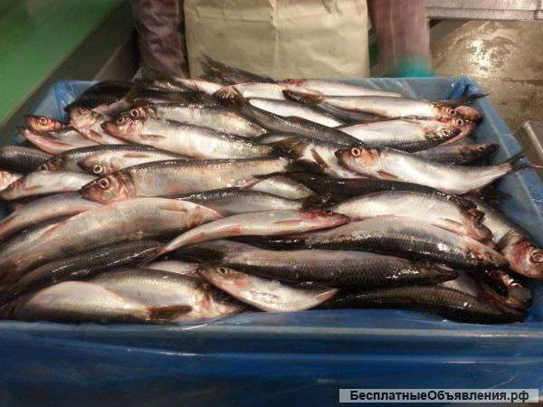 Сельдь беломорская