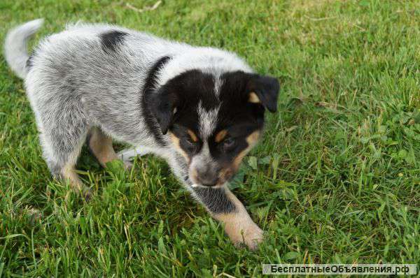 Щенки Хиллера