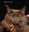 Кошечка мейн-кун очень редкого голубого солидного окраса