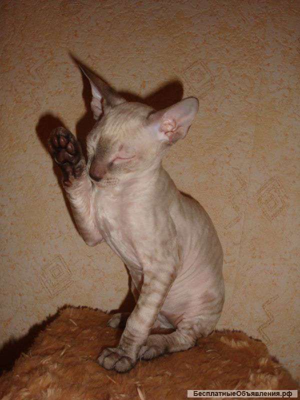 Котята корниш-рекс от чемпионов