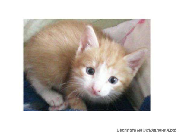 Отдадим котят