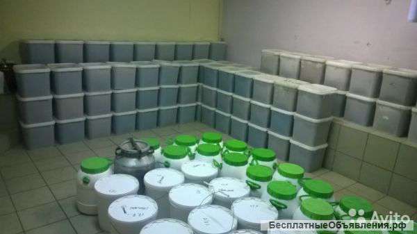 Мёд Алтайский натуральный, этого сезона