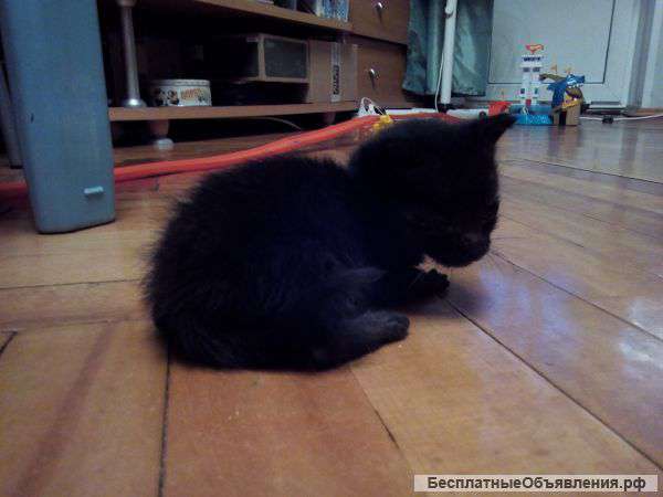 Котятки в добрые и заботливые руки