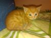 Котятки