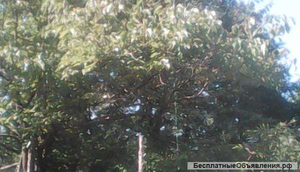 Участок в сочи
