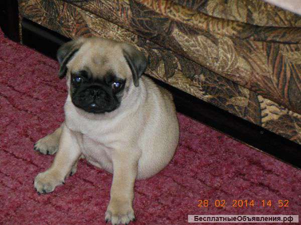 Щенки мопса девочки и мальчики