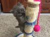 Котята Шотландцы