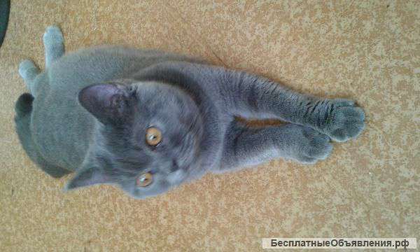 Британскую кошечку