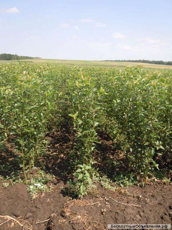 Саженцы яблони, сливы, груши,персика и абрикоса оптом