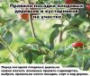 Обрезка плодового сада