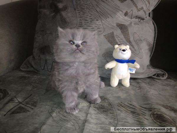 Чистокровные британцы