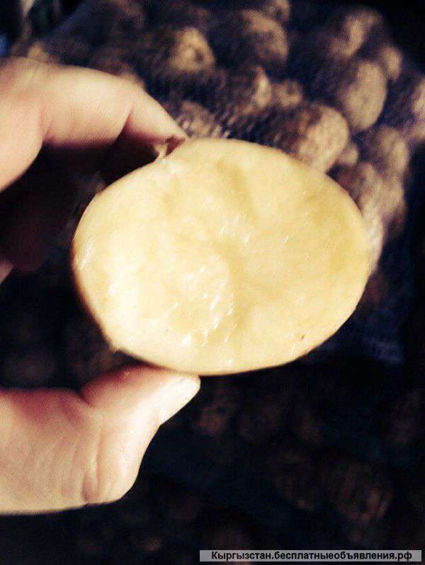 Семенной картофель ранний для Кыргызстана оптом от 20т