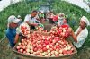 Уборка яблок в г.Славянск-на-Кубани (ВАХТА)