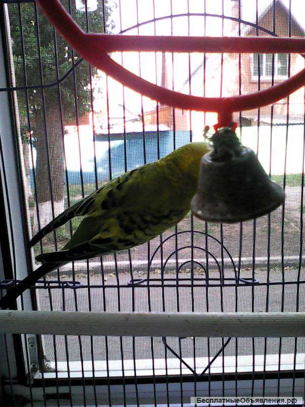 Попугаи волнистые