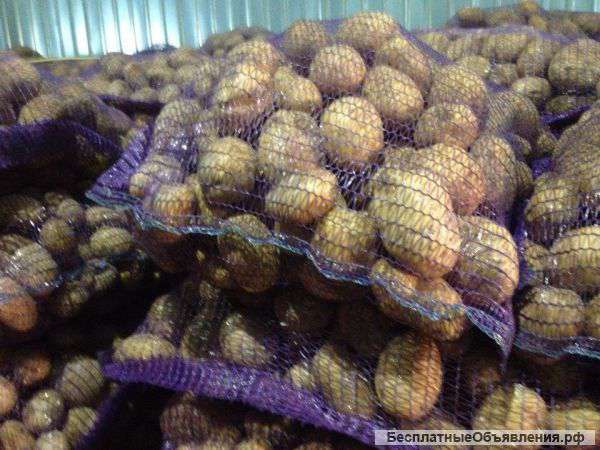 Картофель оптом