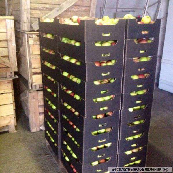 Яблоки оптом