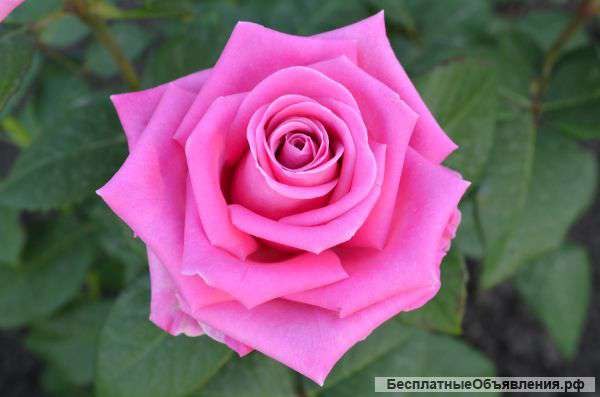 Саженцы роз оптом Более 150 сортов Доставка