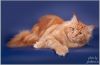 Роскошные котята мейн кун