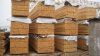 Лиственница с Алтая от производителя