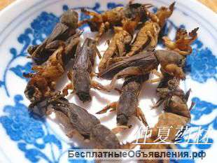 Сушенная медведка