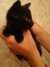 Солнечные котятки в добрые руки