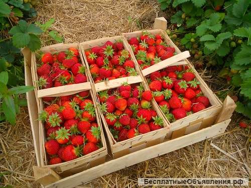 Фасовщик/упаковщик клубники