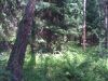Домодедово ДНП Ветеран участок 16.86 соток