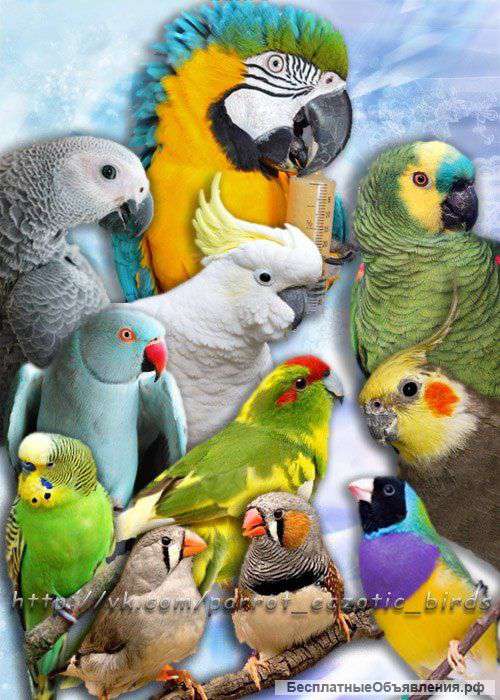 Приют для попугаев- в семье