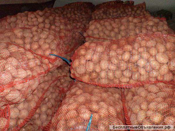 Картофель оптом от производителя