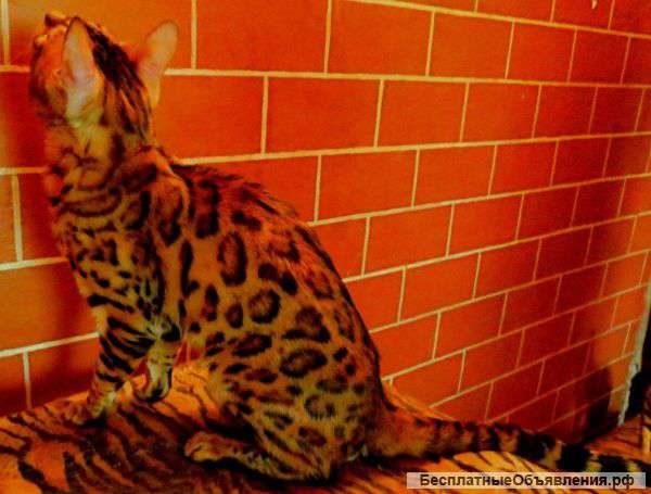 Бенгальские котята Мини леопарды