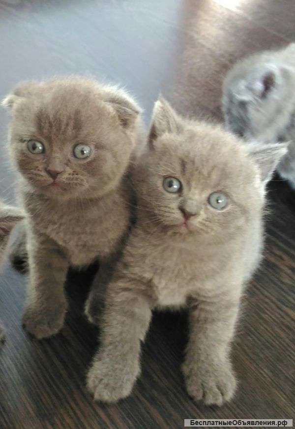Шотландские котята