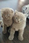 Шотландские котята