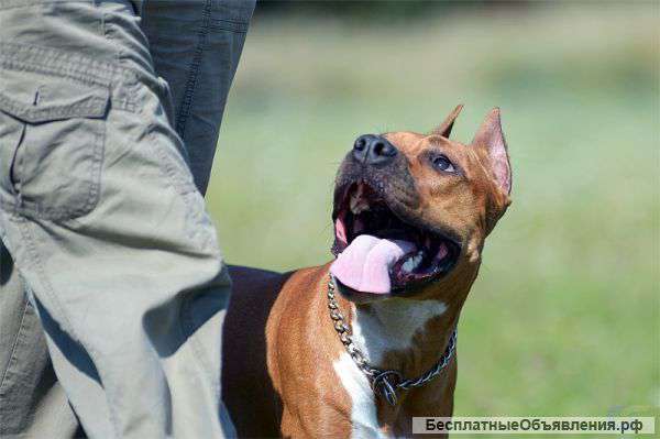 Детки амстаффтерьера с отл. род-й