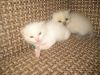 Британских котят
