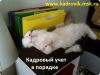 Постановка кадрового учета, разработка документов