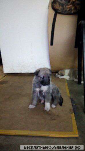 Щенки Западно-Сибирской Лайки