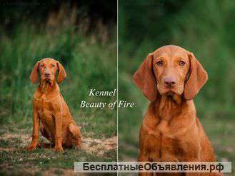 Щенки венгерской выжлы