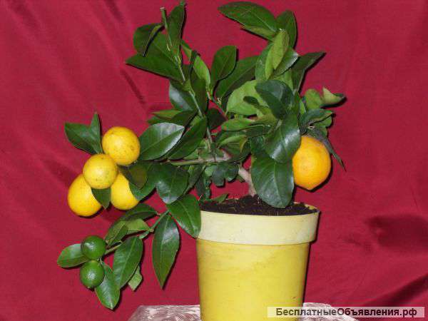 Комнатные растения в широком ассортименте