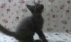 Замечательные котята