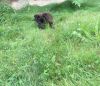 Ищу дом , SOS