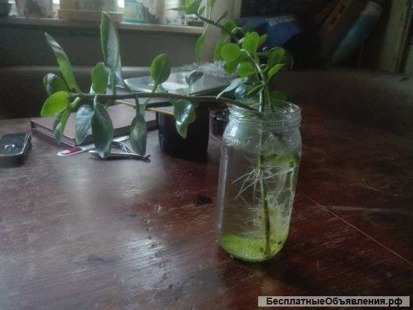 Каланхоэ и толстянка